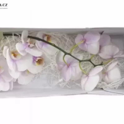 PHALAENOPSIS OKAYAMA