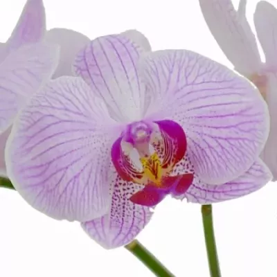 Orchidej SHANGHAI 25kv
