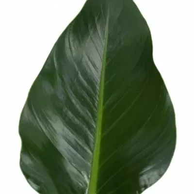 PHILODENDRON GREEN BEAUTY 70cm