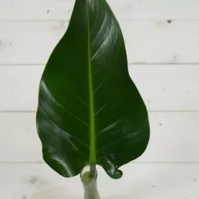 PHILODENDRON GREEN BEAUTY 60cm