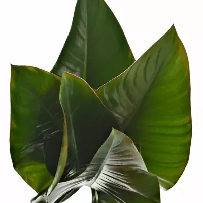 PHILODENDRON RED BEAUTY 60cm