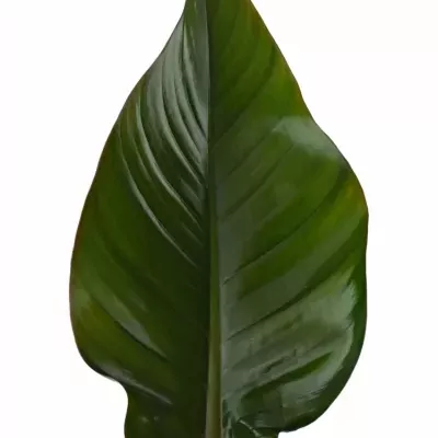 PHILODENDRON RED BEAUTY 60cm