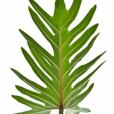 Philodendron XANTAL 65cm