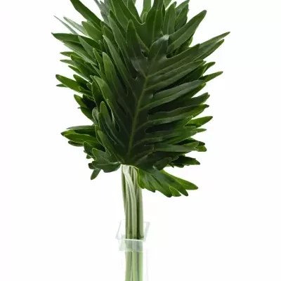 Philodendron XANTAL 65cm