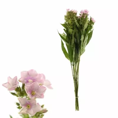 Plamenka BRIGHT EYES 60cm