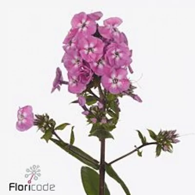 Phlox JUNIOR DANCE 60cm
