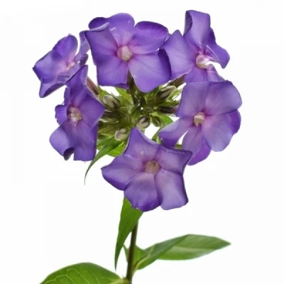 Plamenka PANICULATA CRISSY 50cm