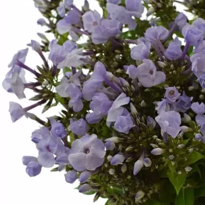 Phlox P MISS LOLITA 65cm