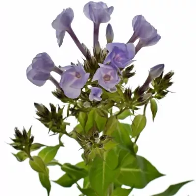 Phlox P MISS LOLITA 65cm