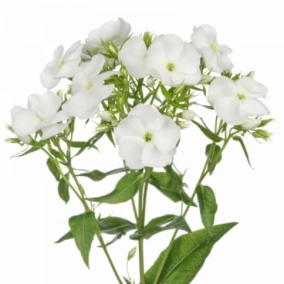 PHLOX P REMBRANDT 50cm