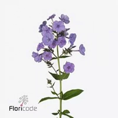 PHLOX P SWEET SUMMER OCEAN