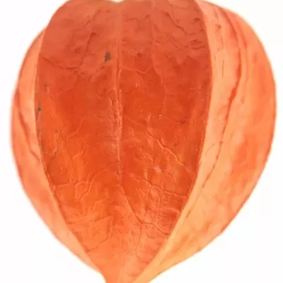 Physalis lampión