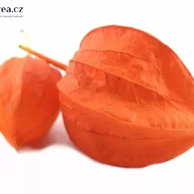 Physalis lampión