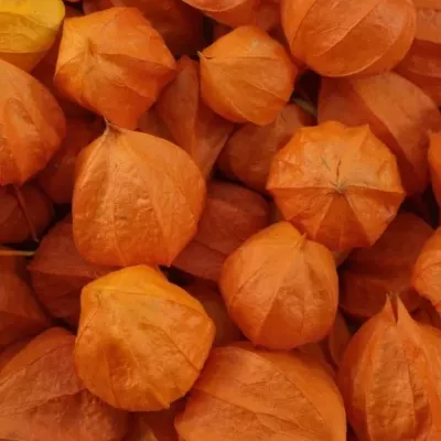 Physalis lampión