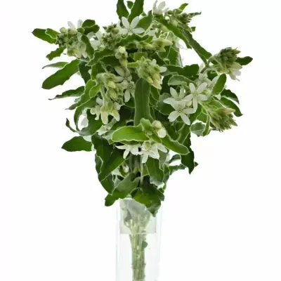 Pieris JAPONICA PB PURITY 35cm