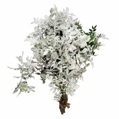 Pistácie SNEEUW 50cm