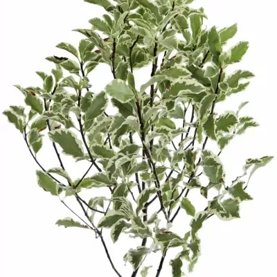 PITTOSPORUM NIGRA 150g