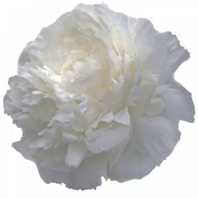 Pivoňka ANN COUSIN WHITE 35cm