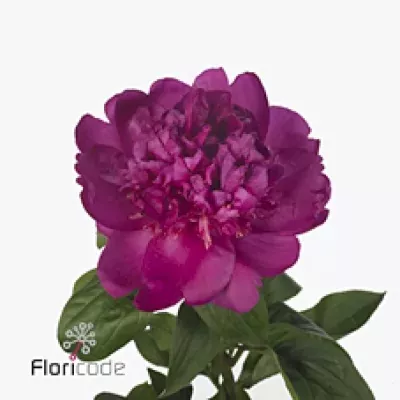 Pivoňka BEST MAN 55cm