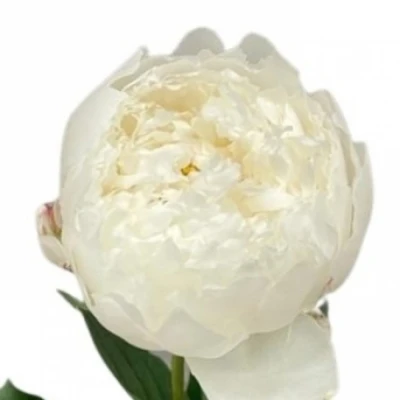 Pivoňka L BOWL OF CREAM 60 cm