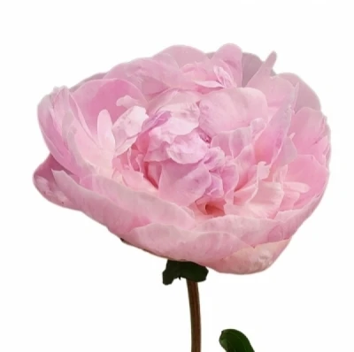 Pivoňka L CATHARINA FONTIJN 55 cm