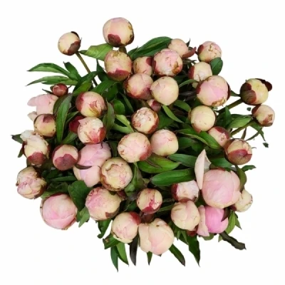 Pivoňka CATHARINA FONTIJN