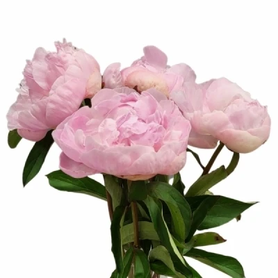 Pivoňka CATHARINA FONTIJN