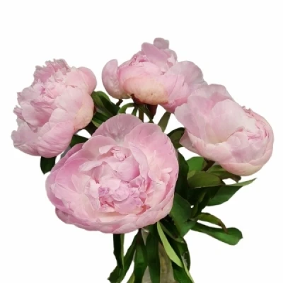 Pivoňka CATHARINA FONTIJN