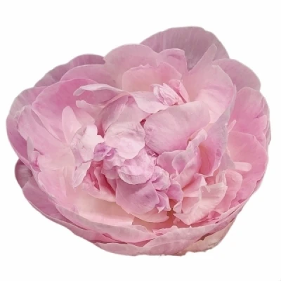 Pivoňka CATHARINA FONTIJN