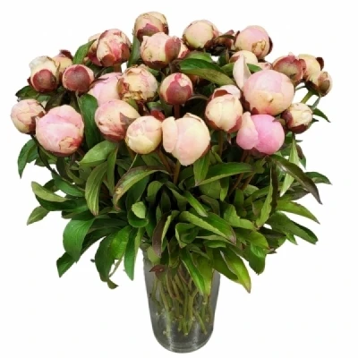 Pivoňka CATHARINA FONTIJN