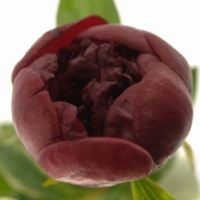 Pivoňka CHRISTMAS VELVET 55cm