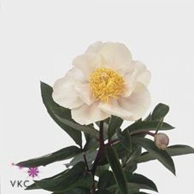 Pivoňka CLAIRE DE LUNE 50 cm