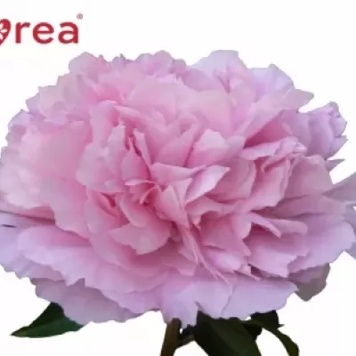 Pivoňka DINNER PLATE 40cm