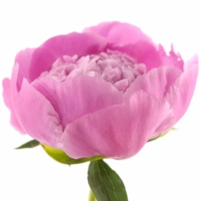 Pivonka DR. ALEXANDER FLEMING 60cm