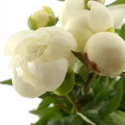 Pivoňka DUCHESSE DE NEMOURS 55cm