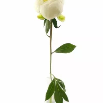 Pivoňka DUCHESSE DE NEMOURS 55cm