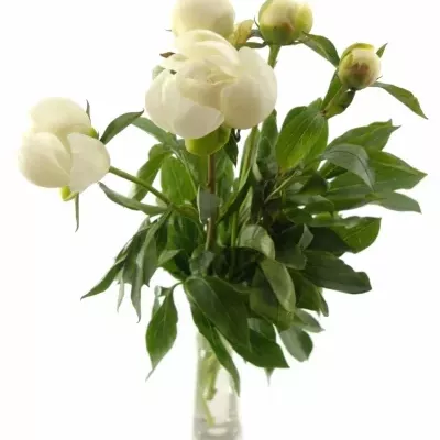 Pivoňka DUCHESSE DE NEMOURS 55cm
