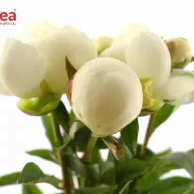 Pivoňka DUCHESSE DE NEMOURS 55cm