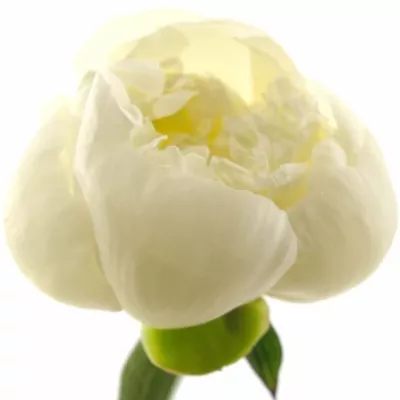 Pivoňka DUCHESSE DE NEMOURS 55cm