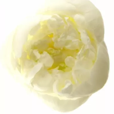 Pivoňka DUCHESSE DE NEMOURS 55cm