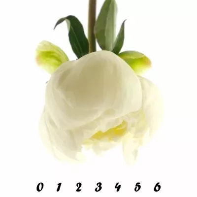 Pivoňka DUCHESSE DE NEMOURS 55cm