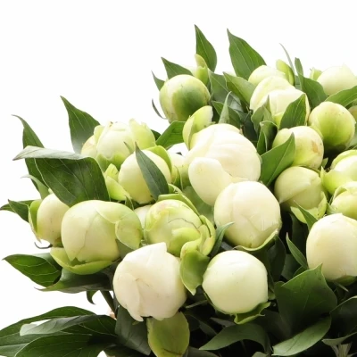 Pivoňka DUCHESSE DE NEMOURS 55cm