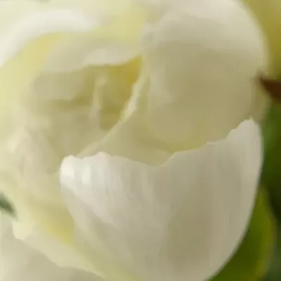 Pivoňka DUCHESSE DE NEMOURS 55cm