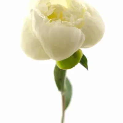 Pivoňka DUCHESSE DE NEMOURS 55cm