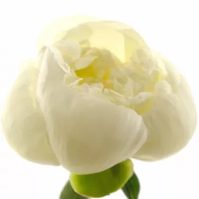 Pivoňka DUCHESSE DE NEMOURS 55cm