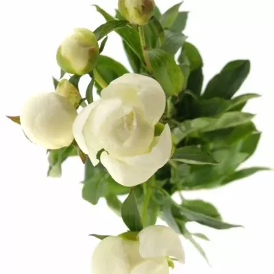 Pivoňka DUCHESSE DE NEMOURS 55cm