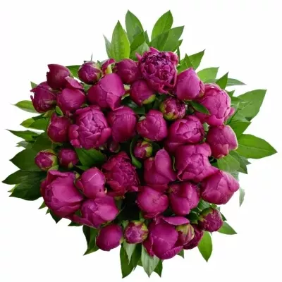 Pivoňka GENERAL MACMAHON 65cm