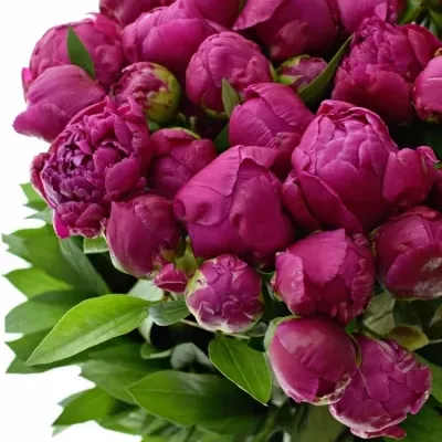 Pivoňka GENERAL MACMAHON 65cm