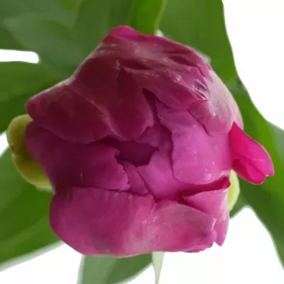 Pivoňka GENERAL MACMAHON 65cm