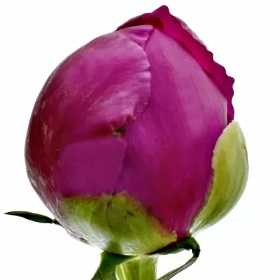 Pivoňka GENERAL MACMAHON 65cm